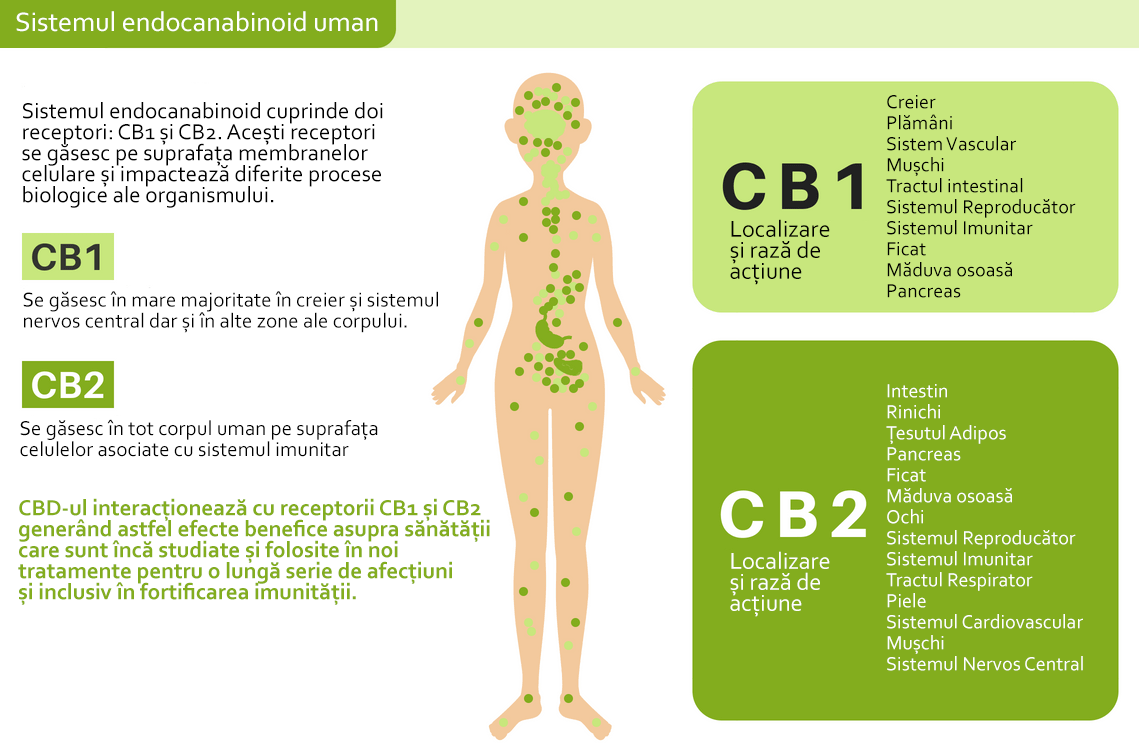 endocannabinoid-system
