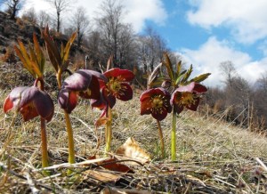 flori-rosii-27-spanz