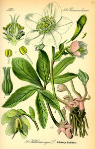 illustration_helleborus_niger0