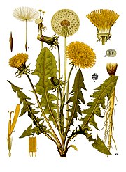 180px-Taraxacum_officinale_-_Köhler–s_Medizinal-Pflanzen-135