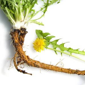 Dandelion_Root