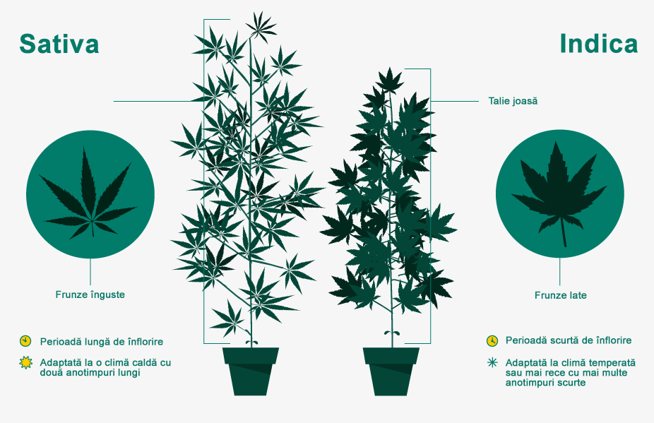 sativa-vs-idica