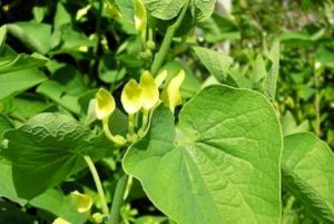 marul-lupului-planta-recomandata-de-site-urile-naturiste-in-tratamentul-tumorilor-poate-cauza-cancer-10304659