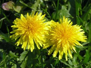 papadie-taraxacum-officinale