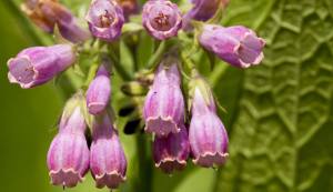 symphytum-officinale-l