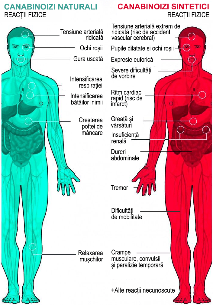 canabis medicinal natural versus canabis medicinal sintetic